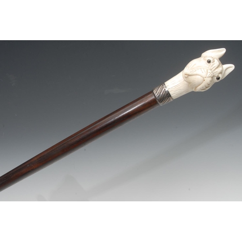 1203 - A Victorian walking cane, ivory pommel carved with a bulldog, silver collar, rosewood shaft, 96.5cm ... 