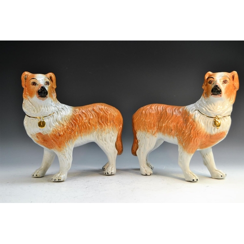26 - A pair of Staffordshire models of collie dogs, stand to left and right, 30cm long, c.1880