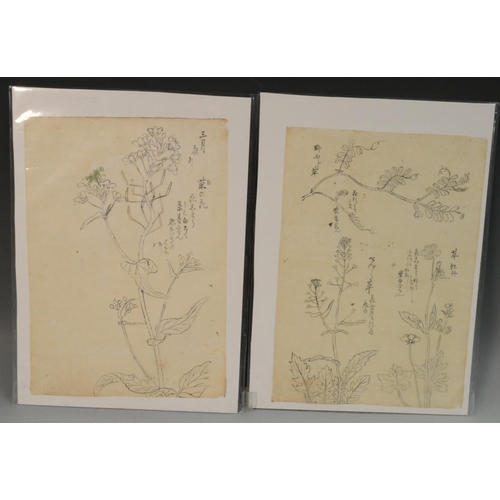 335 - Japanese School (Edo/Meiji period) Still life study, an Orchid  inscribed with calligraphic script, ... 