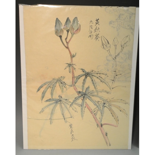 335 - Japanese School (Edo/Meiji period) Still life study, an Orchid  inscribed with calligraphic script, ... 