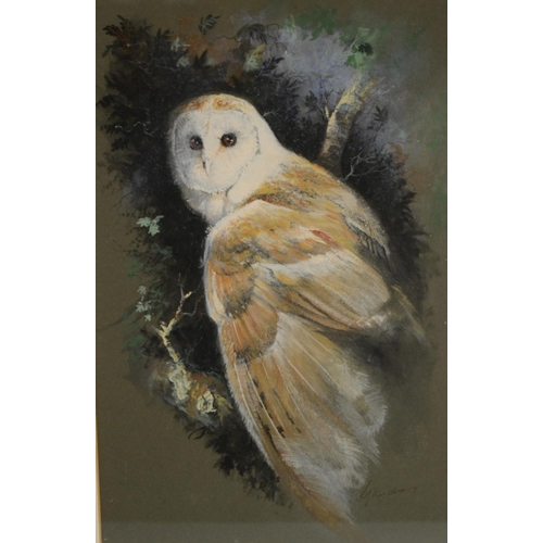 395 - Gardner (20th century) Study of a Barn Owl, in profile  signed, watercolour and gouache on dark gree... 