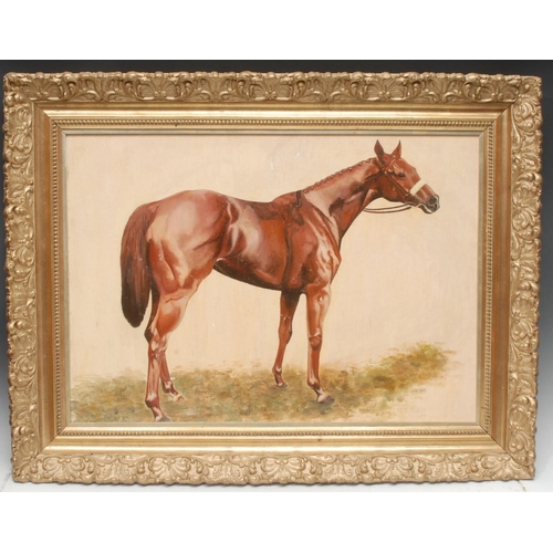 494 - English School (second-half, 20th century) Portrait of a Racehorse  oil on canvas, 48cm x 68.5cm