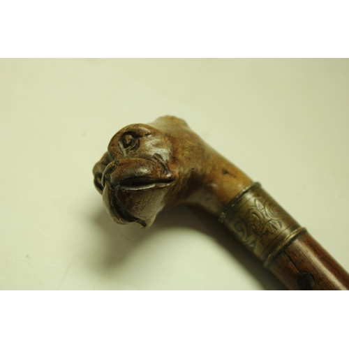 5152 - A late 19th/early 20th century walking cane, the handle carved as the head of a boxer dog