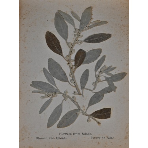 5349 - An early 20th century olive wood Grand Tour 'herbarium'. Flowers from the Holy Land, published by FR... 