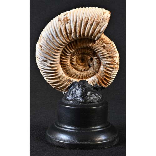 5565 - Natural History - Paleontology - an ammonite fossil, 10cm x 9.5cm, mounted for display, 17cm high ov... 