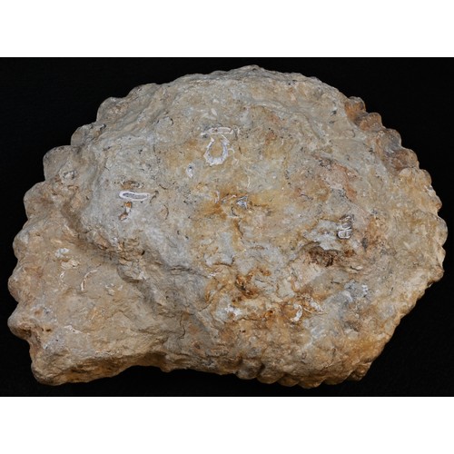 5776 - Natural History, Geology/Paleontology - a fossilized ammonite, 21cm wide