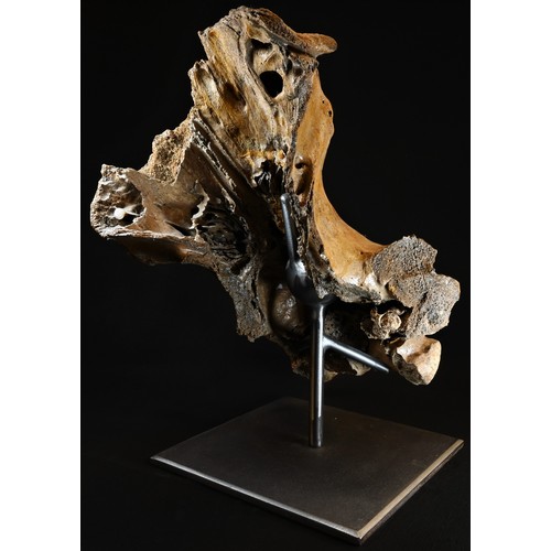 5563 - Natural History - Palaeontology, a British partial woolly rhino skull (Coelodonta antiquitatis), 51c... 