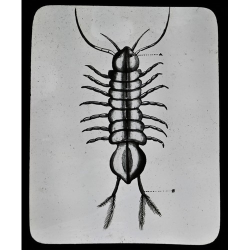 5787A - Magic Lantern Slides - Natural History, Entomology and Cellular Biology, various b/w, cased, [aaprox... 