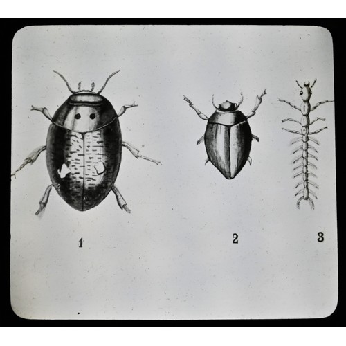 5787A - Magic Lantern Slides - Natural History, Entomology and Cellular Biology, various b/w, cased, [aaprox... 