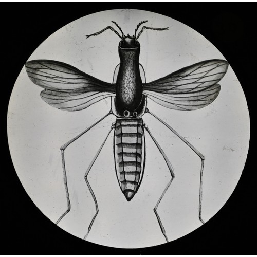 5787A - Magic Lantern Slides - Natural History, Entomology and Cellular Biology, various b/w, cased, [aaprox... 