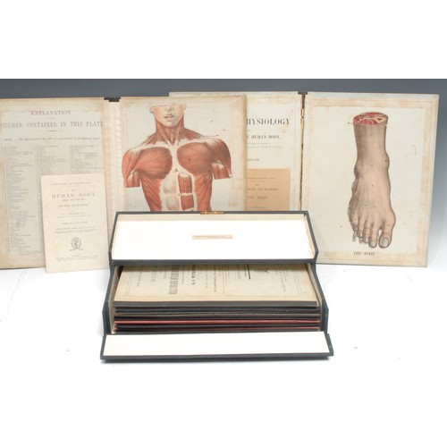 5853 - Medical, Anatomy - Witkowski (G.-J., M.D.), Human Anatomy and Physiology: A Moveable Atlas [...], el... 