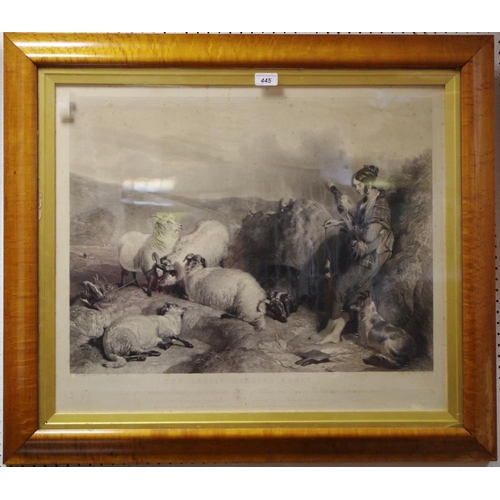 445 - After Lancier The Lassy Herding Sheep, 55cm x 65cm, in birds eye maple frame