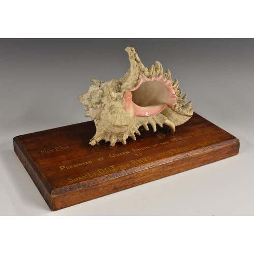 3533 - Late Colonial India - Conchological Presentation - a spiny conch shell, mounted for display, the mah... 