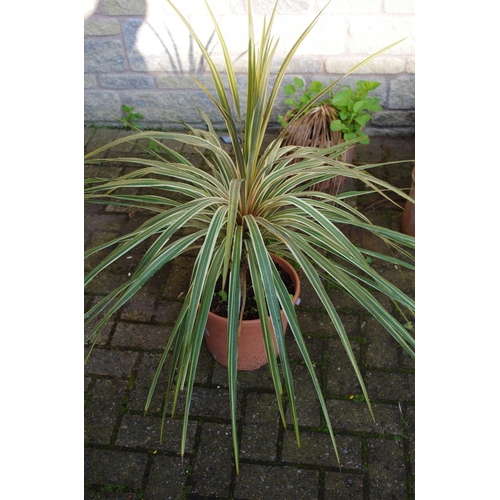 331 - Horticulture - a Cordyline Dazzler plant, potted.