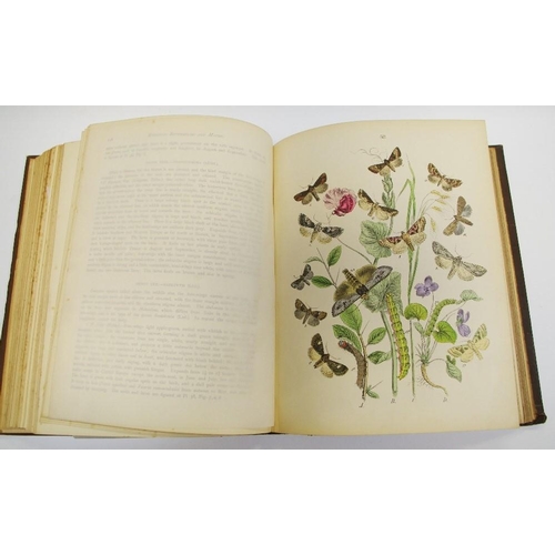 74 - Books - European Butterflies and moths, W.F.Kirby