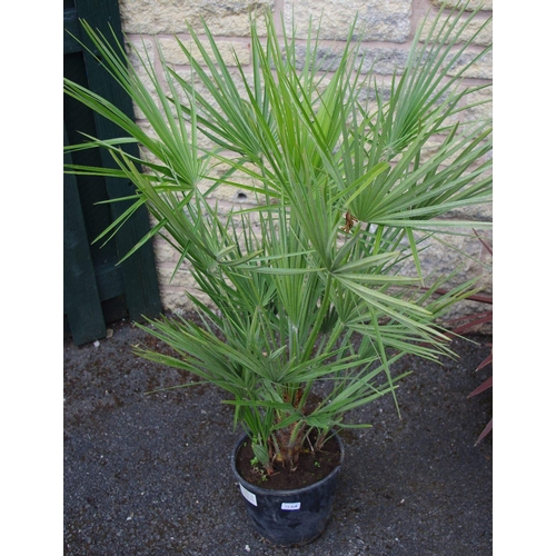 106A - Horticulture - a Dwarf Fan Palm, potted.