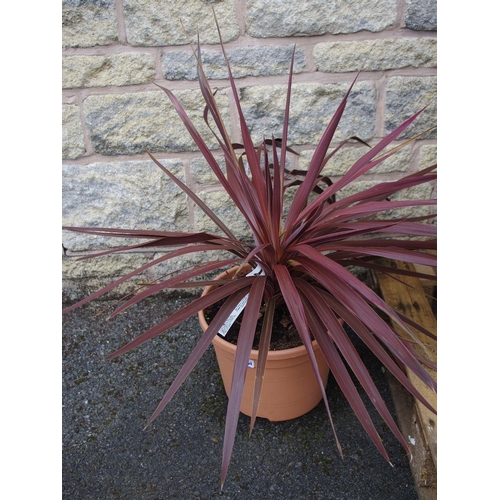 151A - Horticulture - a Cordyline Red Star plant, potted.