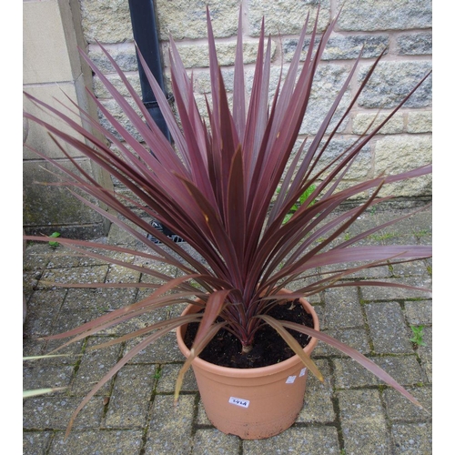 242A - Horticulture - a Cordyline Red Star plant, potted.