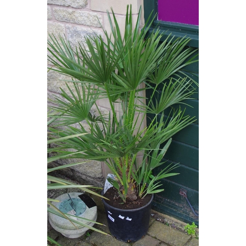 309A - Horticulture - a Dwarf Fan Palm, potted.