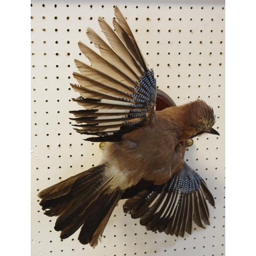 348 - Taxidermy  - a Jay, in flight