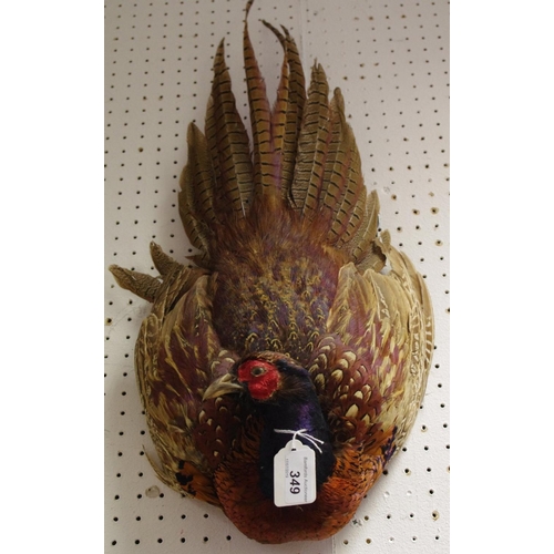 349 - Taxidermy  - a Pheasant wall mount