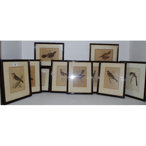 47 - Eleven 19th century natural history lithograph/book plates