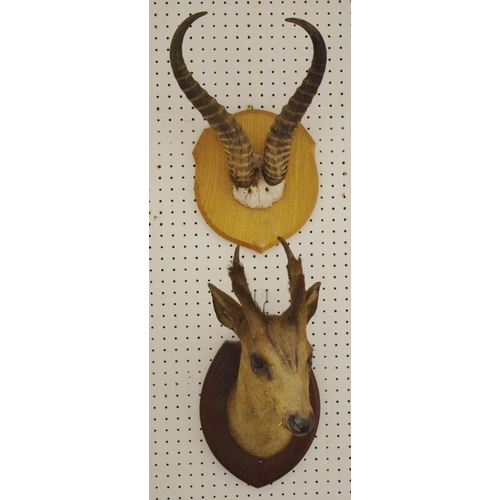 58 - Taxidermy  - a Muntjac /Barking Deer head;  pair of horns (2)