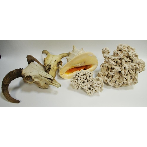 59 - Natural history- two sheep skulls; conch shell and coral specimens