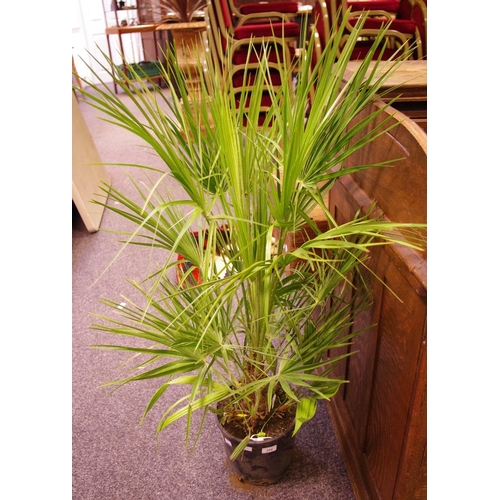 492 - Horticulture - a Dwarf Fan Palm, potted.