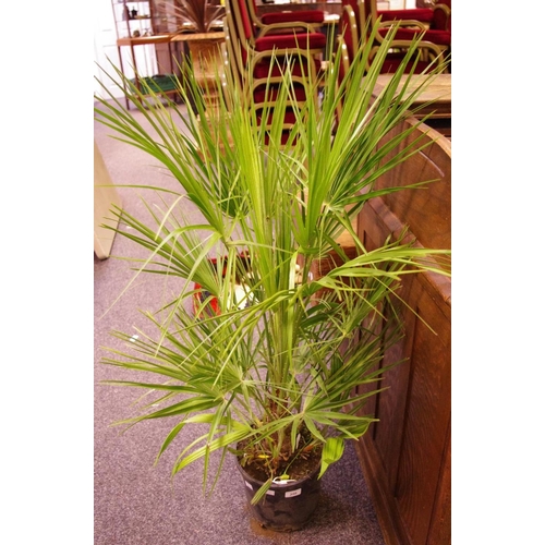 493 - Horticulture - a Dwarf Fan Palm, potted.