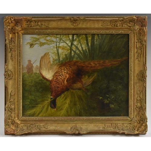 3067 - Early 20th century English School Sportsman and Pheasant signed with monogram CWS, oil on canvas, 36... 