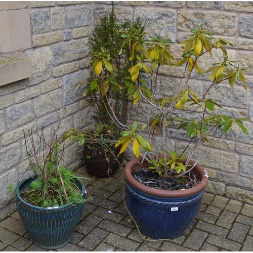 392 - A large ceramic garden planter with a rhododendron, another and a fir three (3)