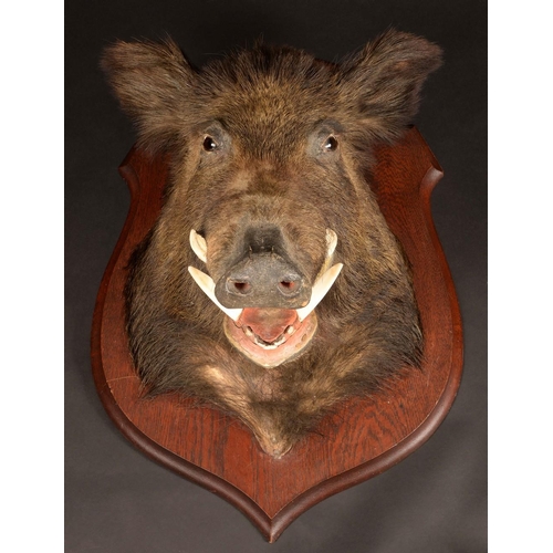 1203 - Taxidermy - a boar's head, naturalistically mounted with its mouth agape presenting rows of teeth, i... 