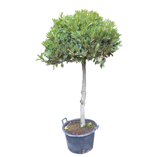 783A - A large Bay Tree (Laurus Nobilis)