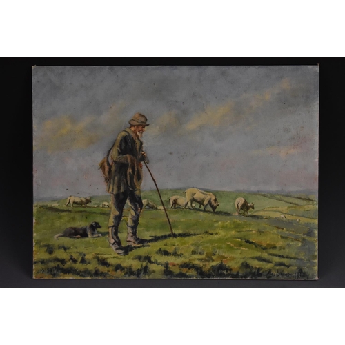 5037 - Clare Grainger Southdown Shepherd signed, oil on board, 30.5cm x 40.5cm