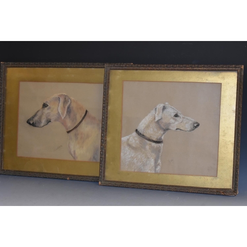 5080 - English School A pair, Studies of Lurcher Dogs pastel, 32cm x 33.5cm