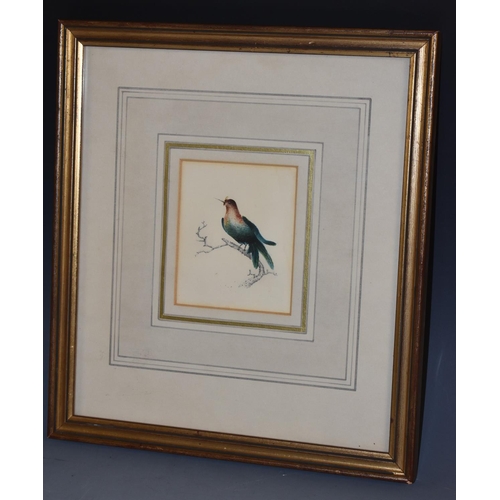 5104 - English School (early 19th century) Ornithological Study watercolour, 11cm x 9cm