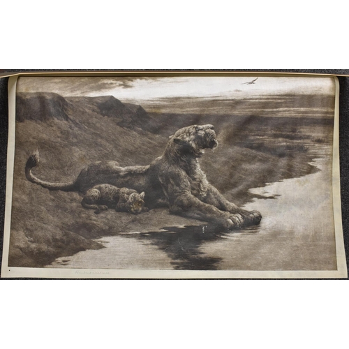 5339 - Herbert Dicksee, (1862-1942)  Lioness and Cub, Maternal Care, Etching on velumn, signed in pencil, p... 