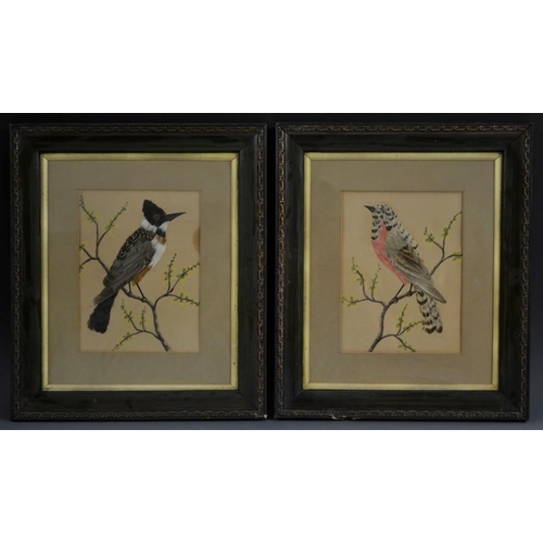 5147 - A pair of 20th century feather bird pictures, worked in various colour plumage, the background with ... 