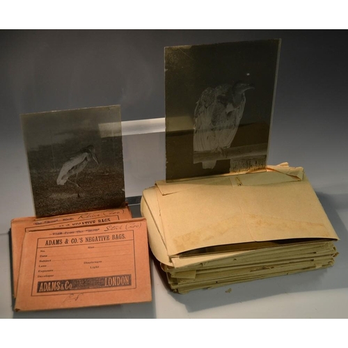 5871 - Photography - a collection of late 19th/early 20th century glass photographic plates, by Rudge, feat... 