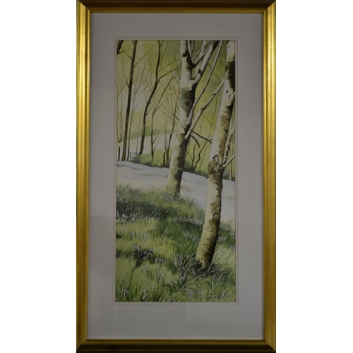 3024 - David Grosvenor (Bn. 1956 Welsh) Bluebell Wood in Maentwrog signed, dated 95, watercolour, 74.5cm x ... 