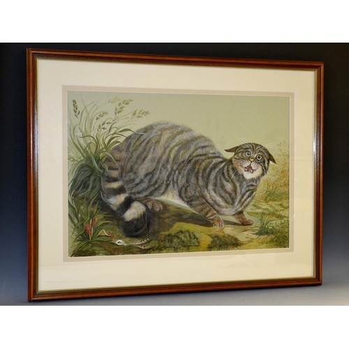 3106 - Jonathan Halbert, RMS Scottish Wild Cat, signed, dated 1976, watercolour heightened in gouache, fram... 