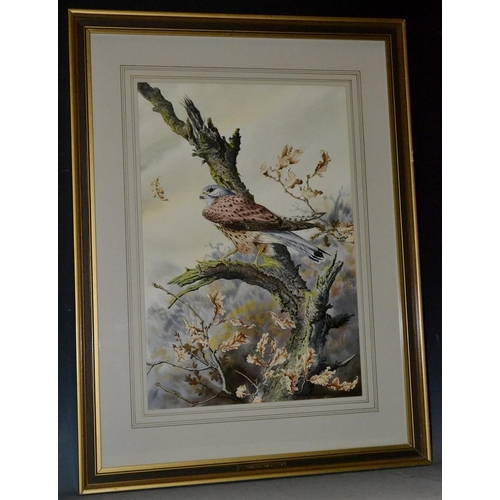 3133 - Robin Gibbard (20th Century) Windy Day, Kestrel watercolour, signed, 52cm x 36cm