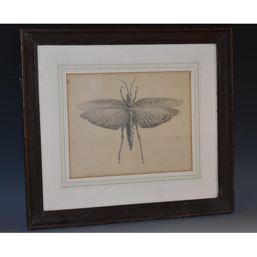 4023 - English School (19th century) Entomology, Study of a Winged Insect indistinctly signed, pencil on pa... 