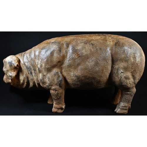 5077 - A butcher's shop window display model, of a pig, 74cm long