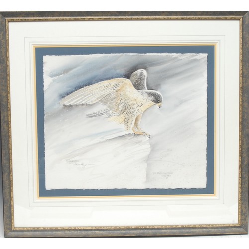 5136 - Pollyanna Pickering (1942 - 2018)
Grey Phase Gyr Falcon
signed,  watercolour, 46cm x 55cm