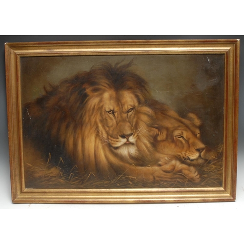 5278 - After Landseer
Lions
oil on canvas, 50cm x 75cm