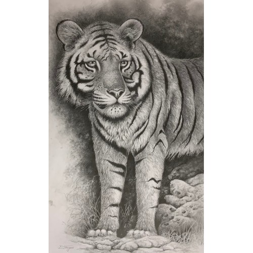 4022 - Peter Sturgess (1932-2015) Tiger standing, signed, pencil sketch, 49cm x 30cm;  others similar 46cm ... 