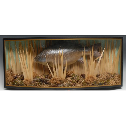 3396 - Country Pursuits - a faux taxidermy diorama, of a fish naturalistically mounted amongst reeds along ... 