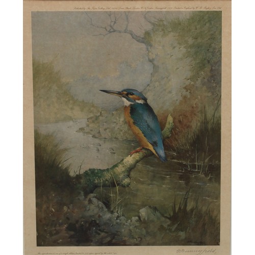 407 - Gordon Benningfield, by and after, Kingfisher, signed in pencil to the margin, limited edition print... 